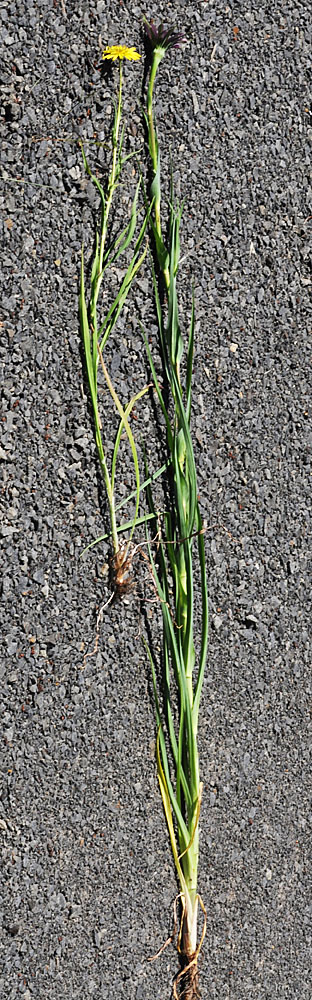 Flora of Eastern Washington Image: Tragopogon mirus