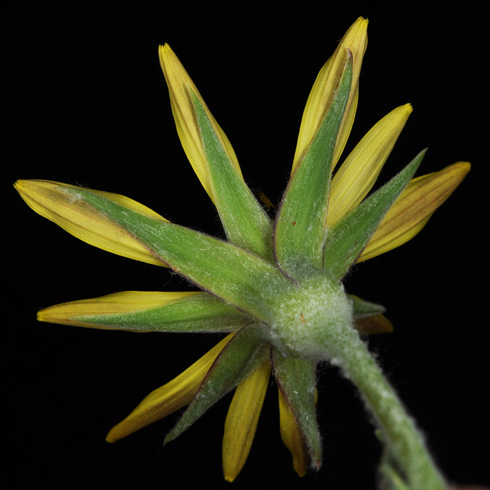 Flora of Eastern Washington Image: Tragopogon pratensis