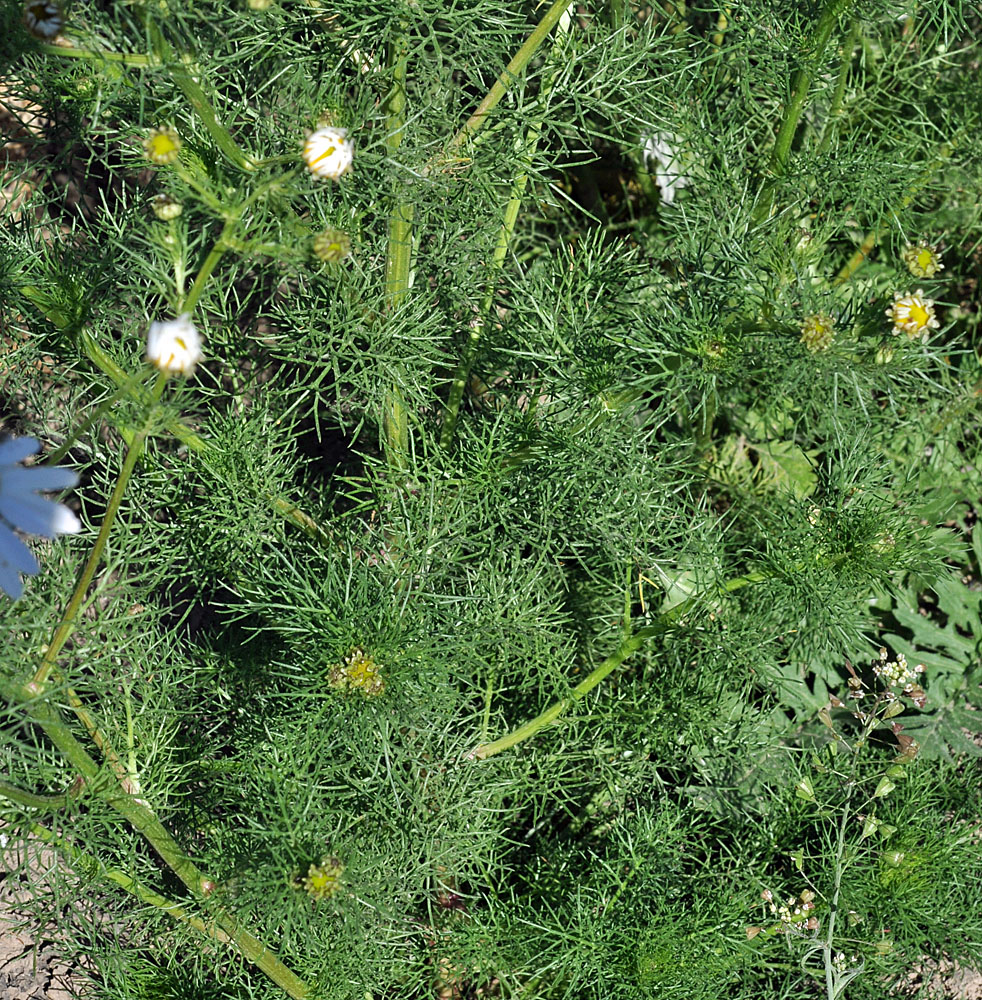 Flora of Eastern Washington Image: Tripleurospermum inodorum