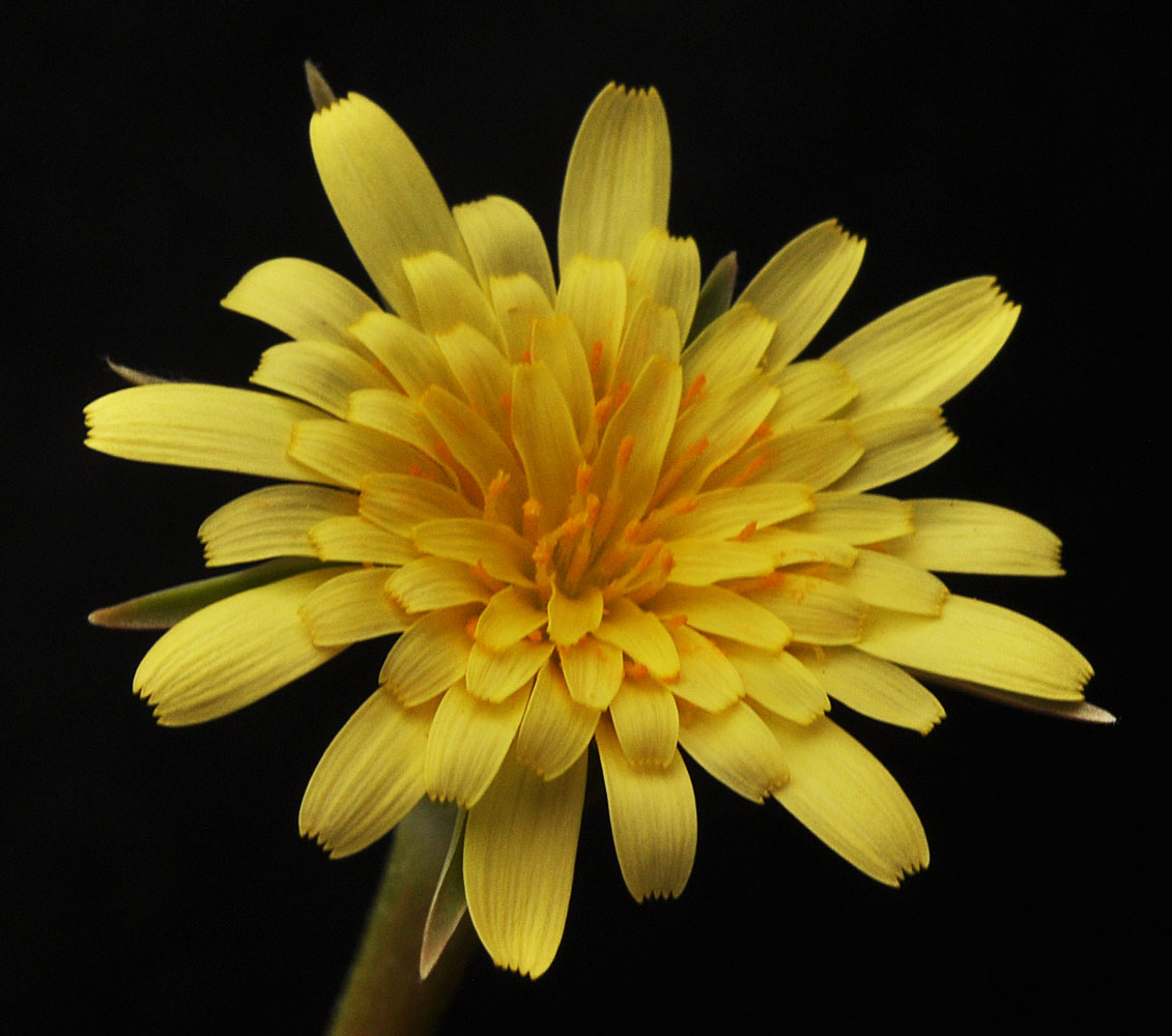 Flora of Eastern Washington Image: Uropappus lindleyi