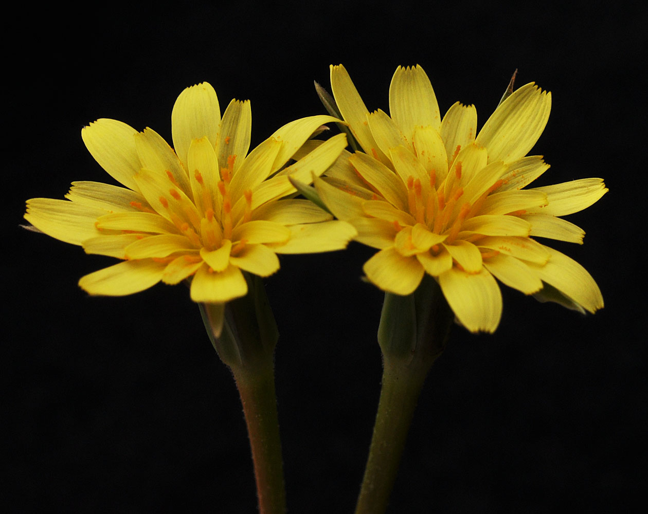 Flora of Eastern Washington Image: Uropappus lindleyi