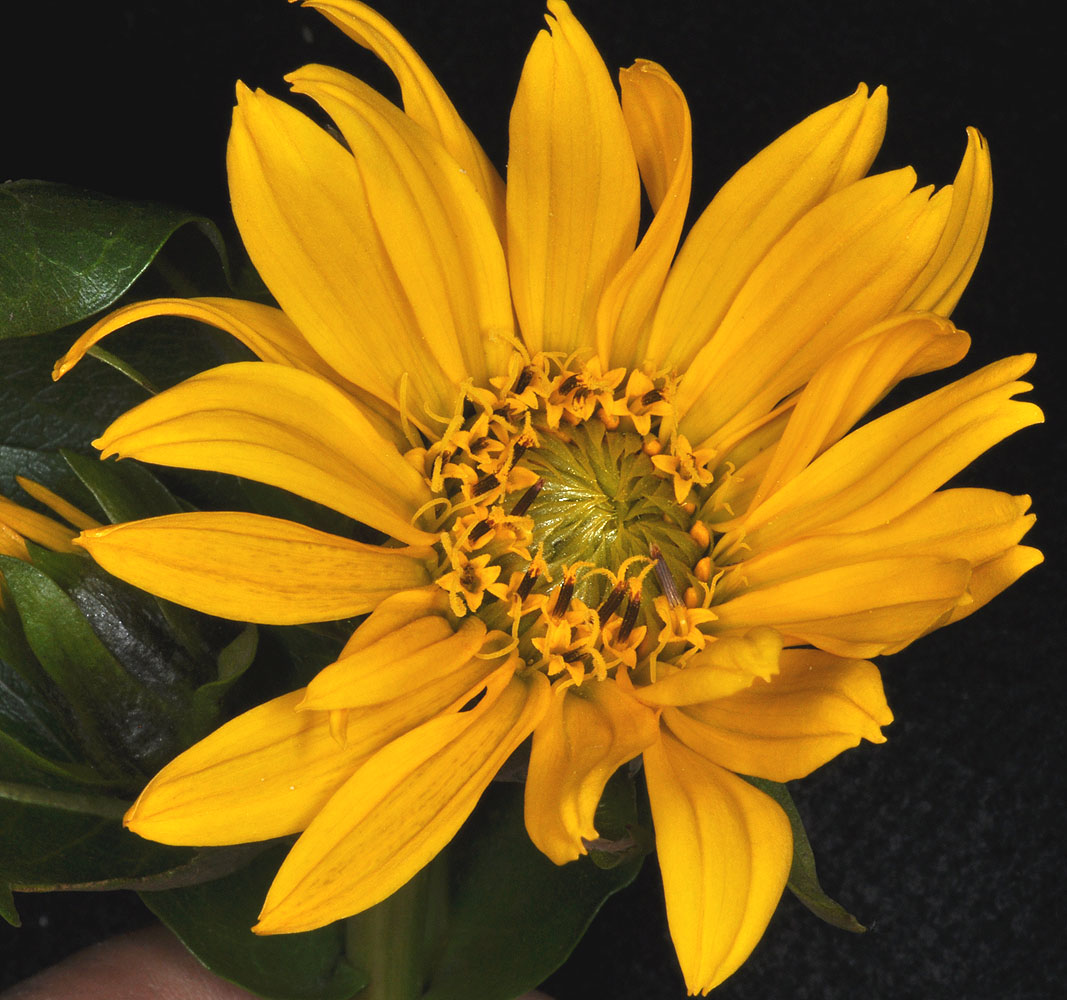 Flora of Eastern Washington Image: Wyethia amplexicaule