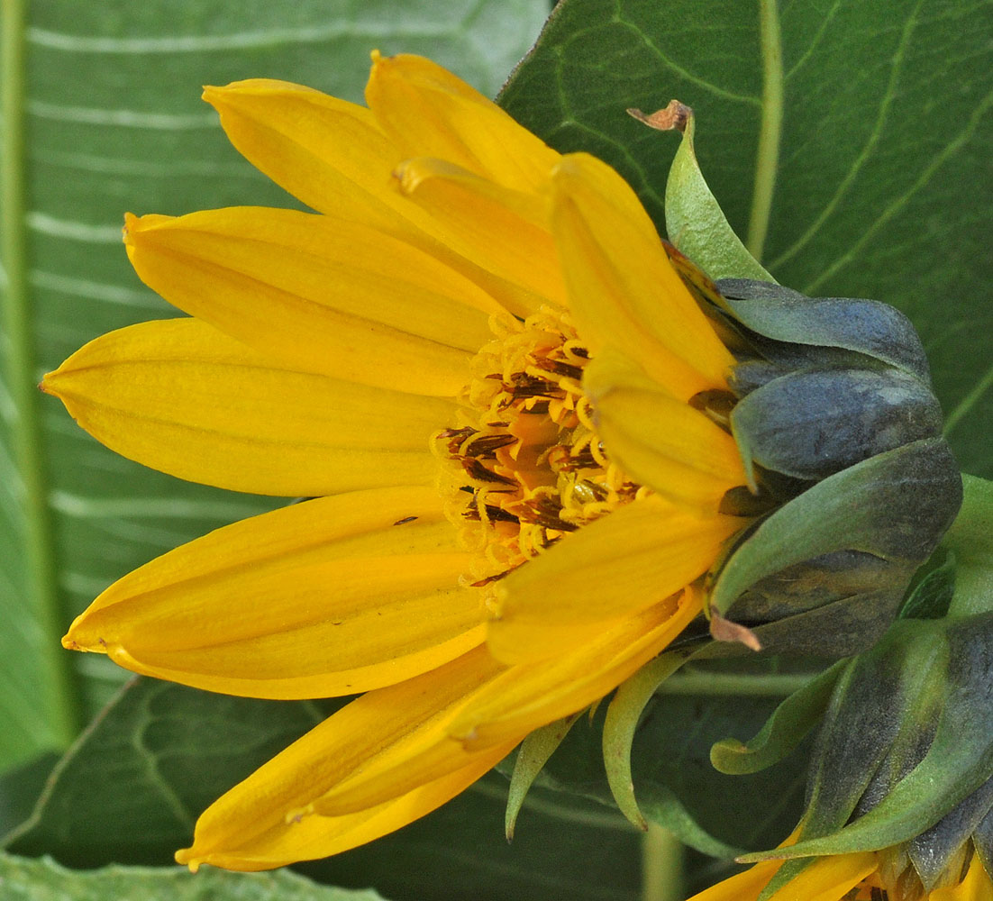 Flora of Eastern Washington Image: Wyethia amplexicaule