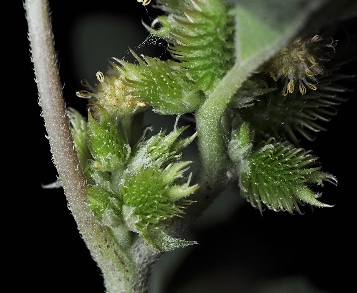 Flora of Eastern Washington Image: Xanthium strumarium