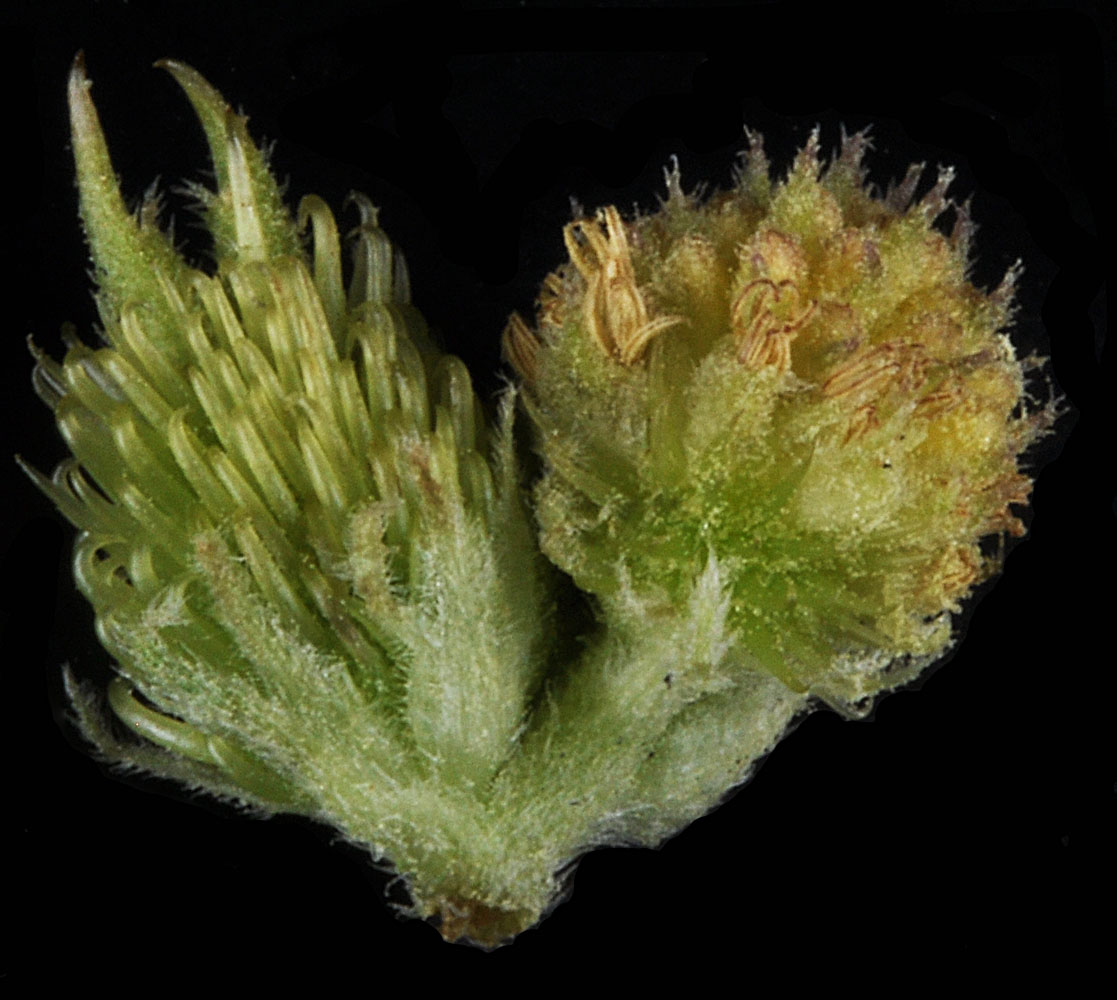Flora of Eastern Washington Image: Xanthium strumarium