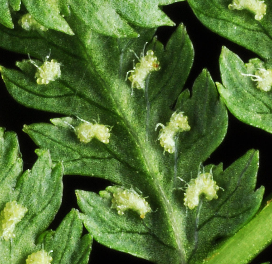 Flora of Eastern Washington Image: Athyrium filix-femina