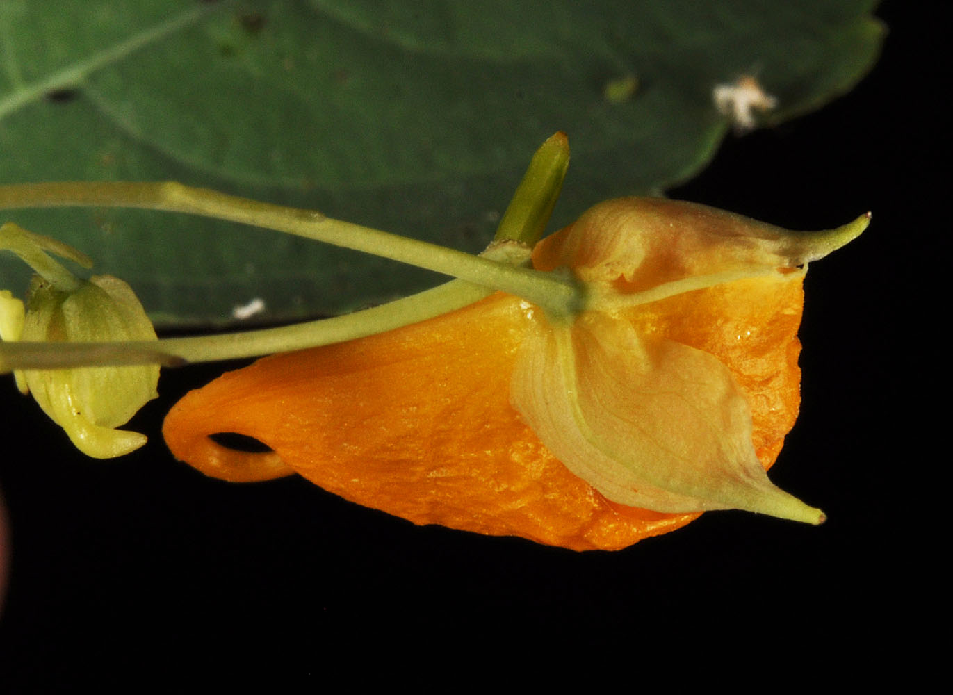 Flora of Eastern Washington Image: Impatiens aurella