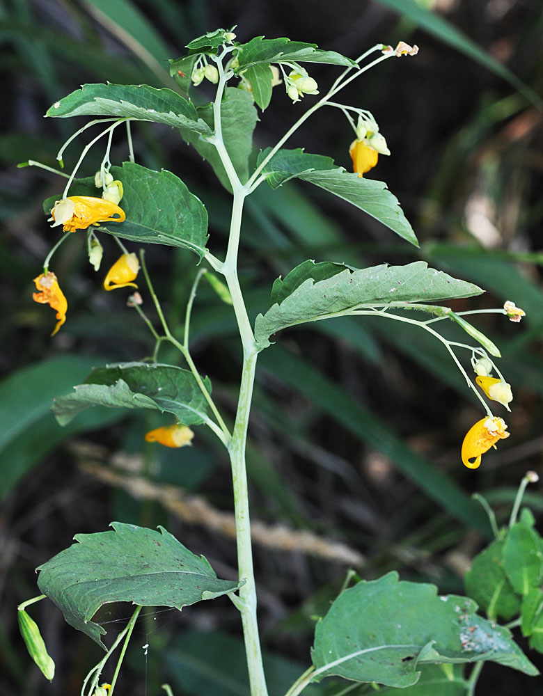 Flora of Eastern Washington Image: Impatiens aurella