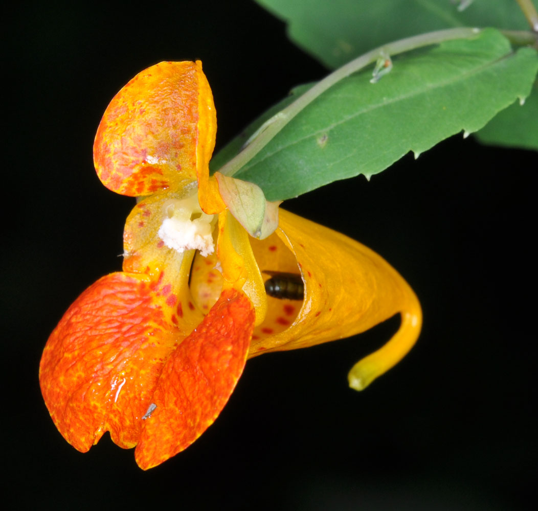 Flora of Eastern Washington Image: Impatiens capensis