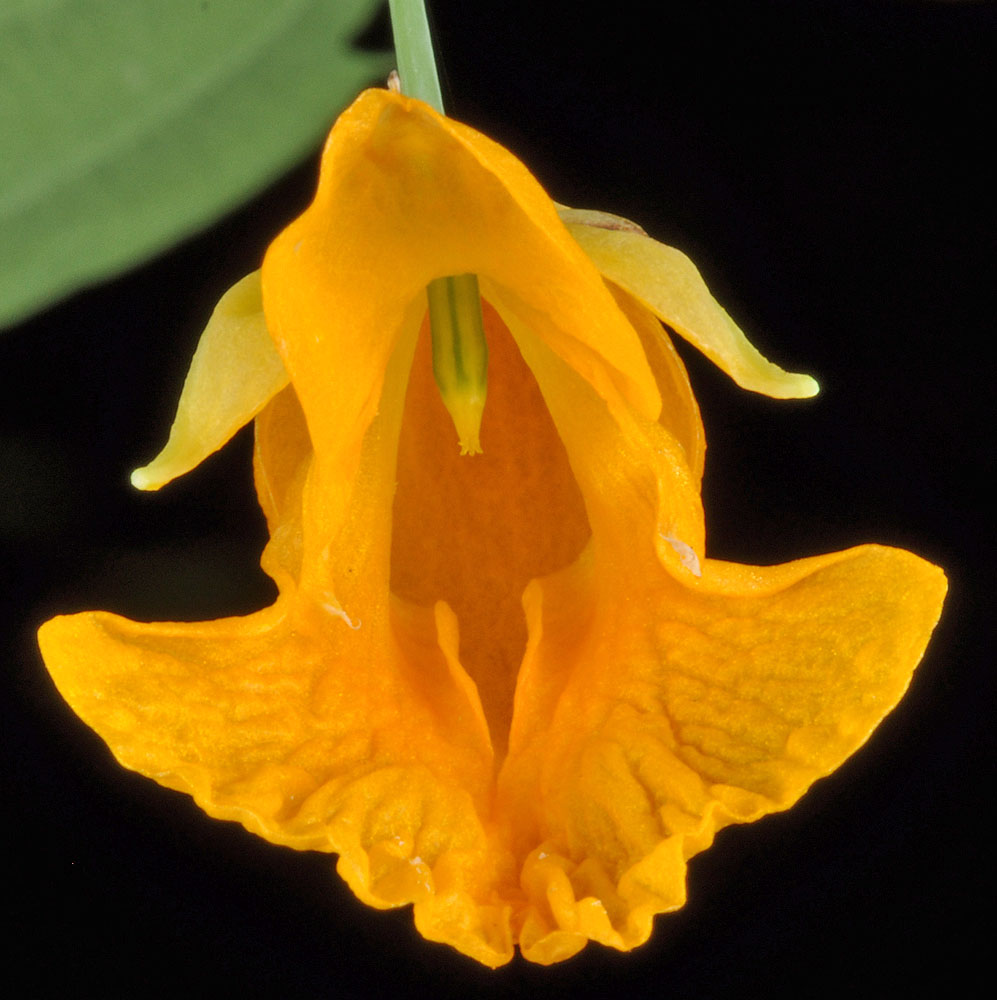 Flora of Eastern Washington Image: Impatiens ecornuta