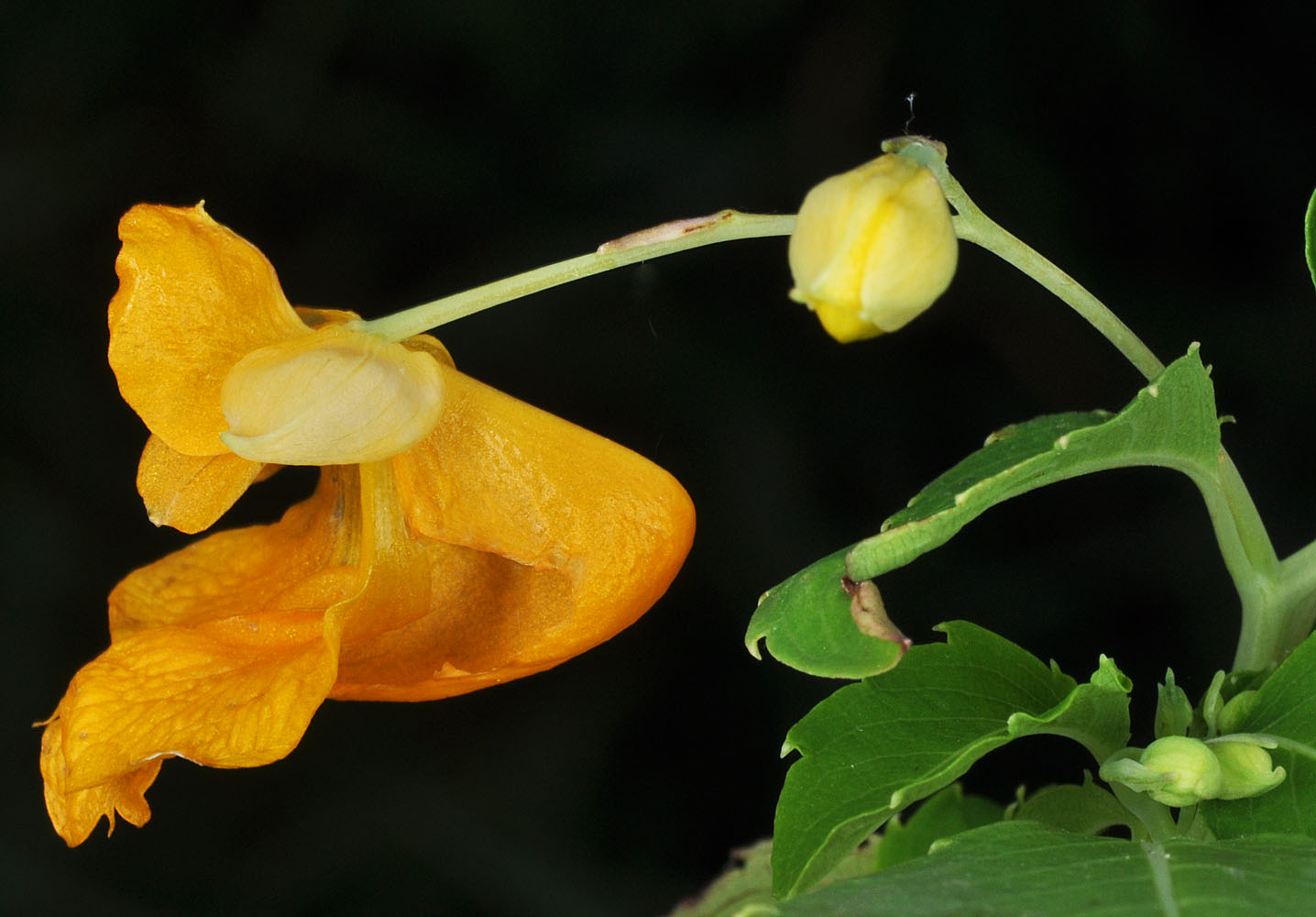 Flora of Eastern Washington Image: Impatiens ecalcarata