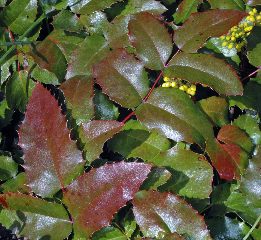 Flora of Eastern Washington Image: Berberis aquifolium