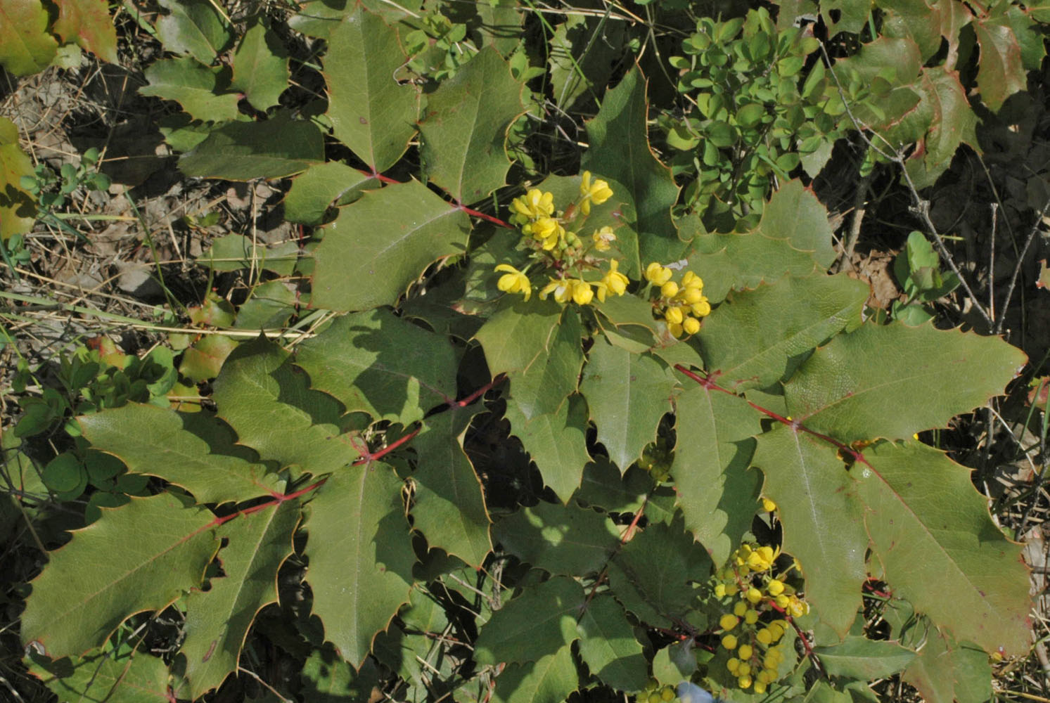 Flora of Eastern Washington Image: Mahonia aquifolium