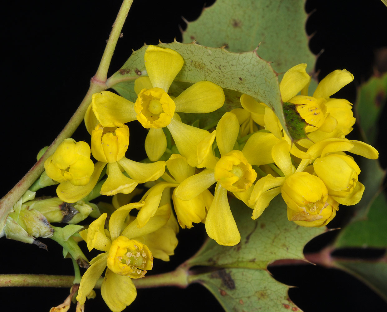 Flora of Eastern Washington Image: Mahonia repens