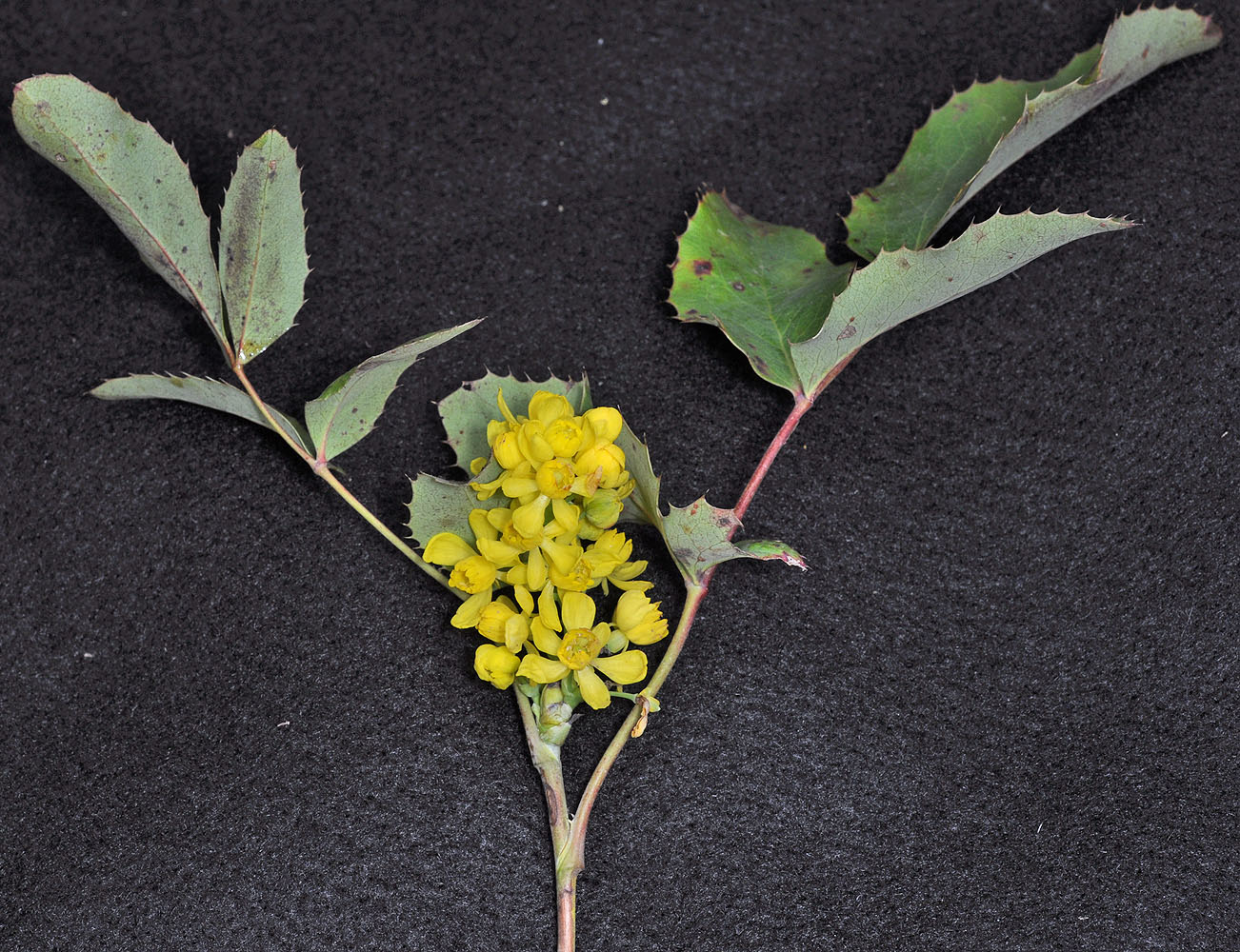 Flora of Eastern Washington Image: Mahonia repens