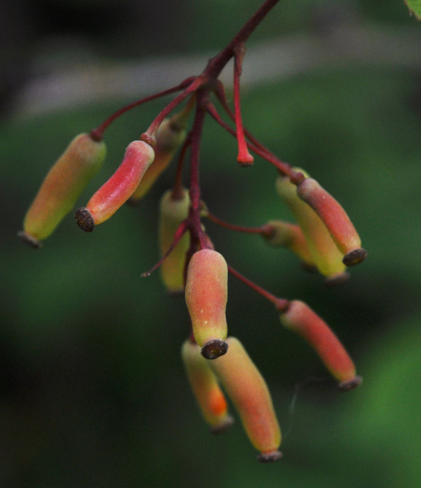 Flora of Eastern Washington Image: Berberis vulgaris