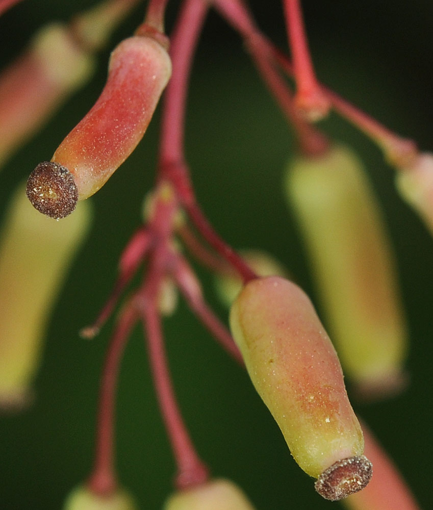 Flora of Eastern Washington Image: Berberis vulgaris