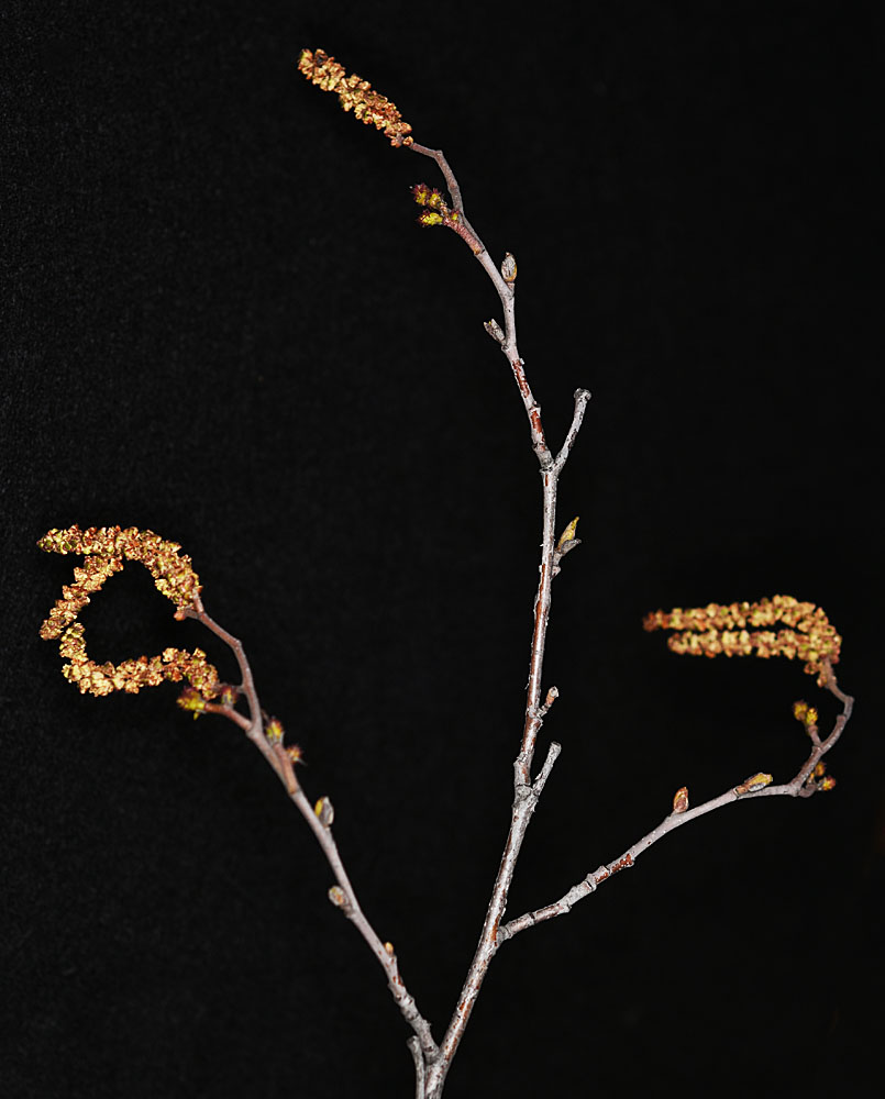 Flora of Eastern Washington Image: Alnus incana