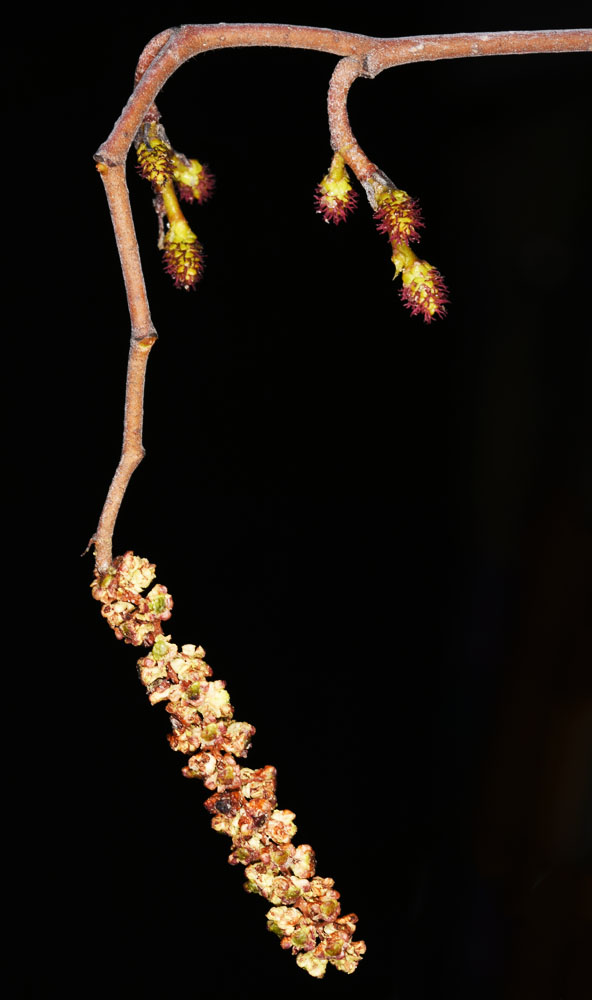 Flora of Eastern Washington Image: Alnus incana