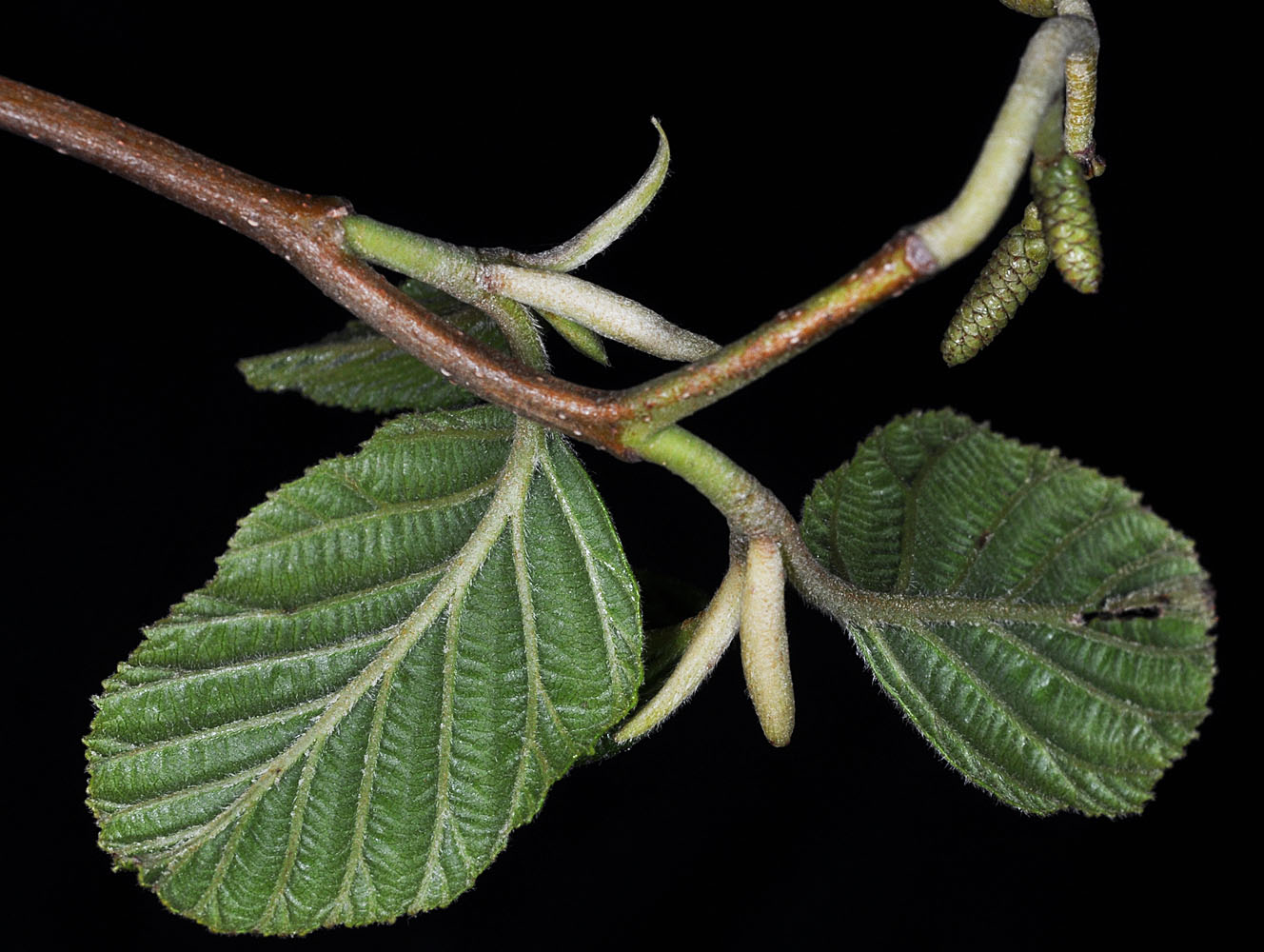 Flora of Eastern Washington Image: Alnus rhombifolia