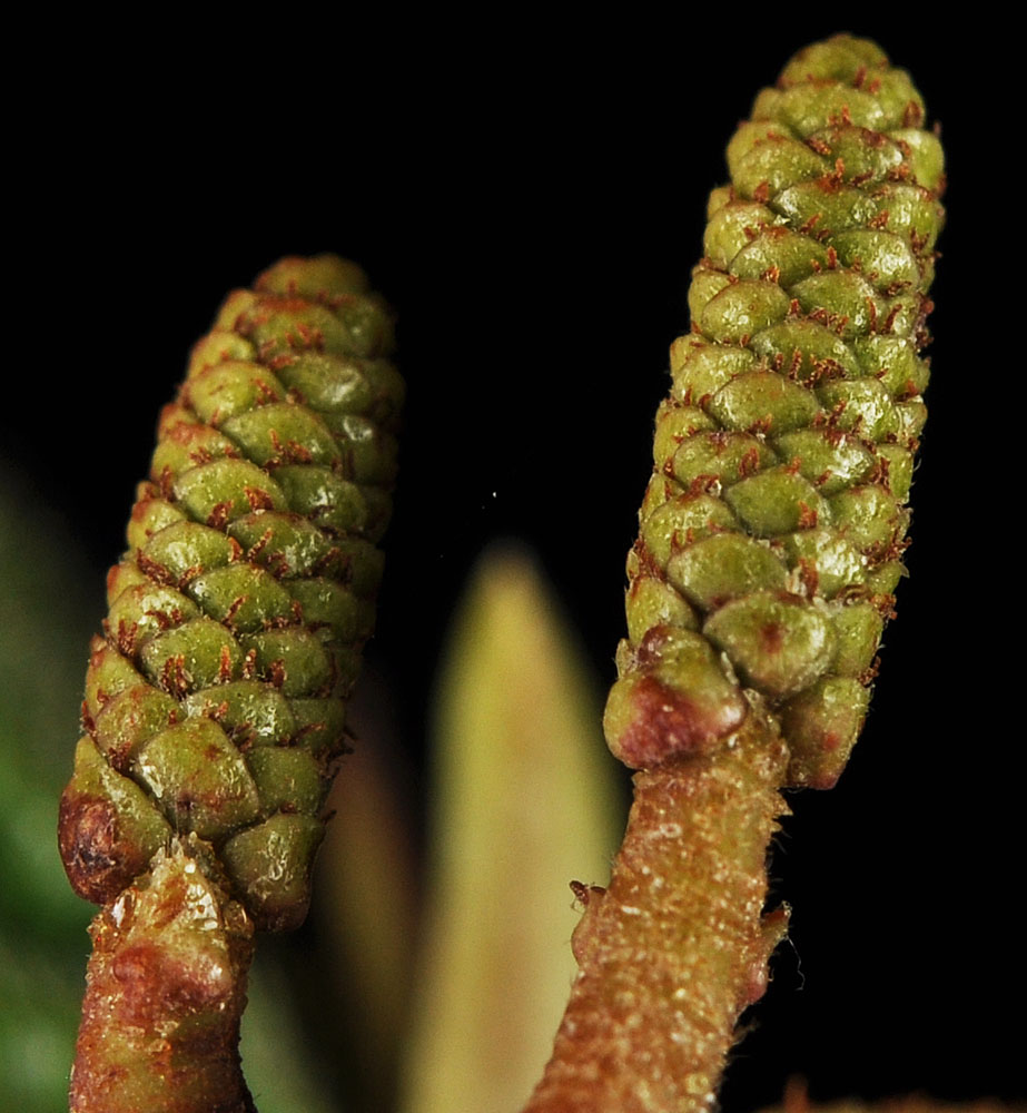 Flora of Eastern Washington Image: Alnus rhombifolia