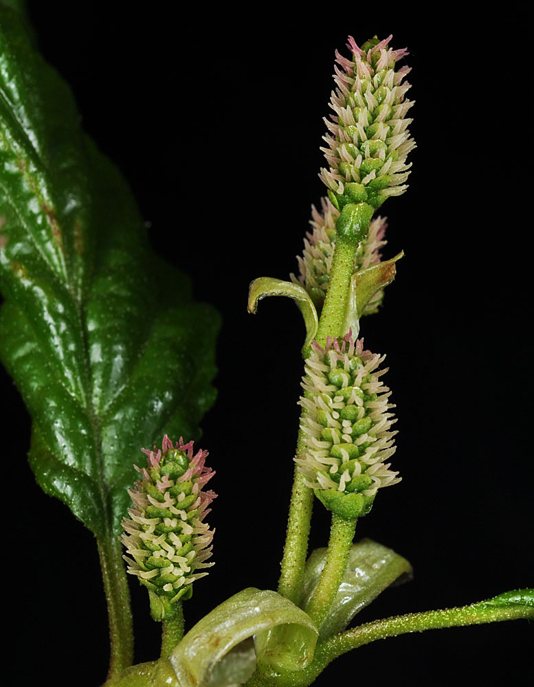 Flora of Eastern Washington Image: Alnus viridis