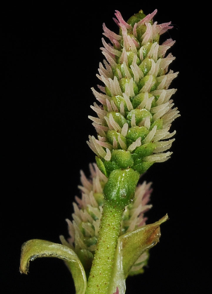 Flora of Eastern Washington Image: Alnus viridis
