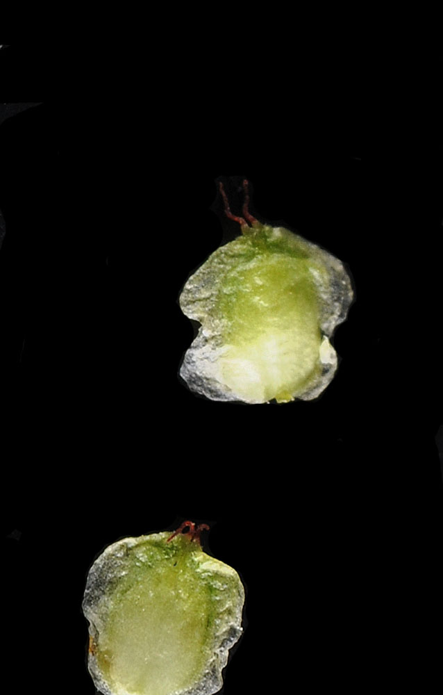 Flora of Eastern Washington Image: Betula glandulosa