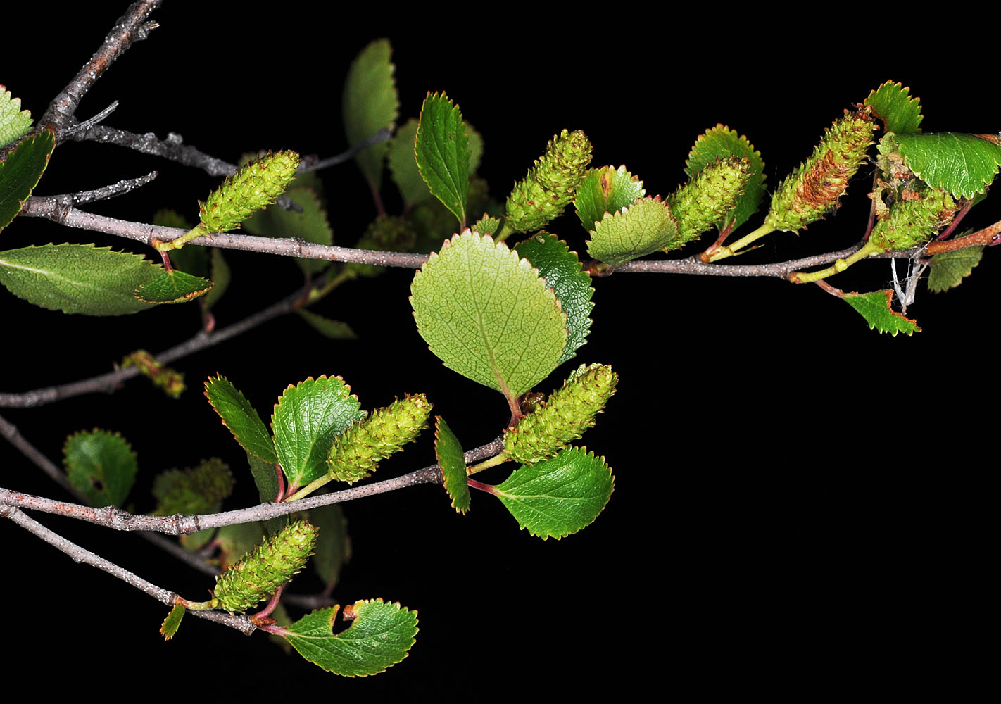 Flora of Eastern Washington Image: Betula glandulosa