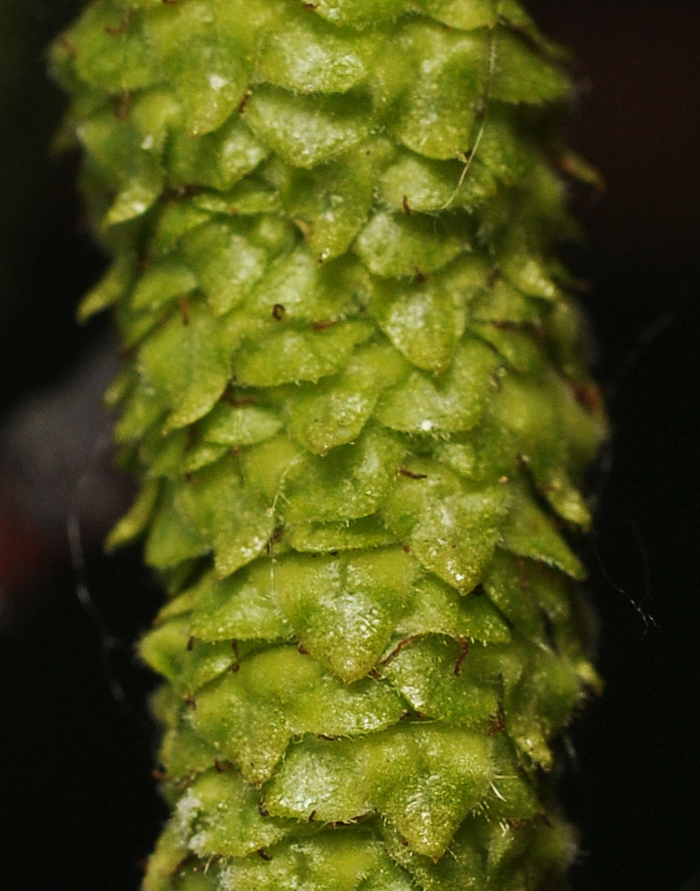 Flora of Eastern Washington Image: Betula occidentalis