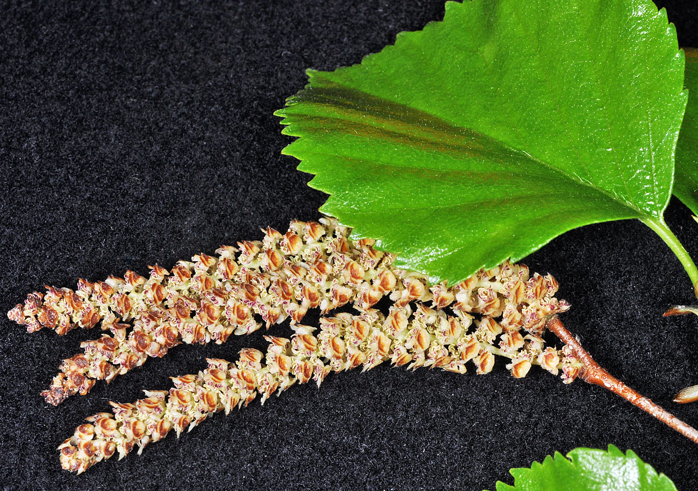 Flora of Eastern Washington Image: Betula occidentalis