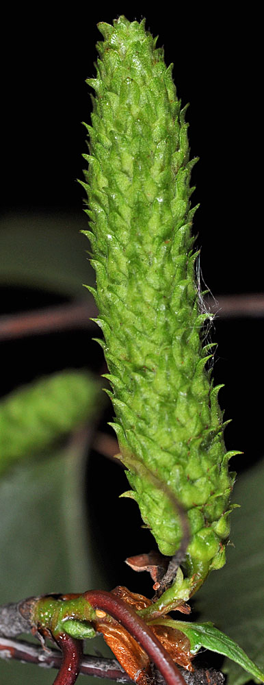 Flora of Eastern Washington Image: Betula papyrifera