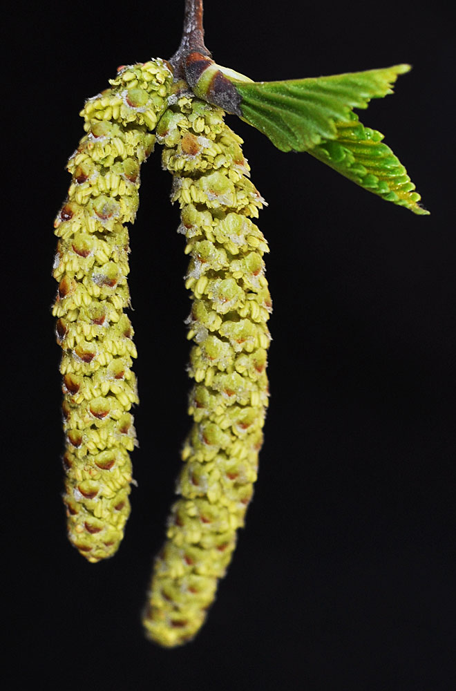 Flora of Eastern Washington Image: Betula papyrifera