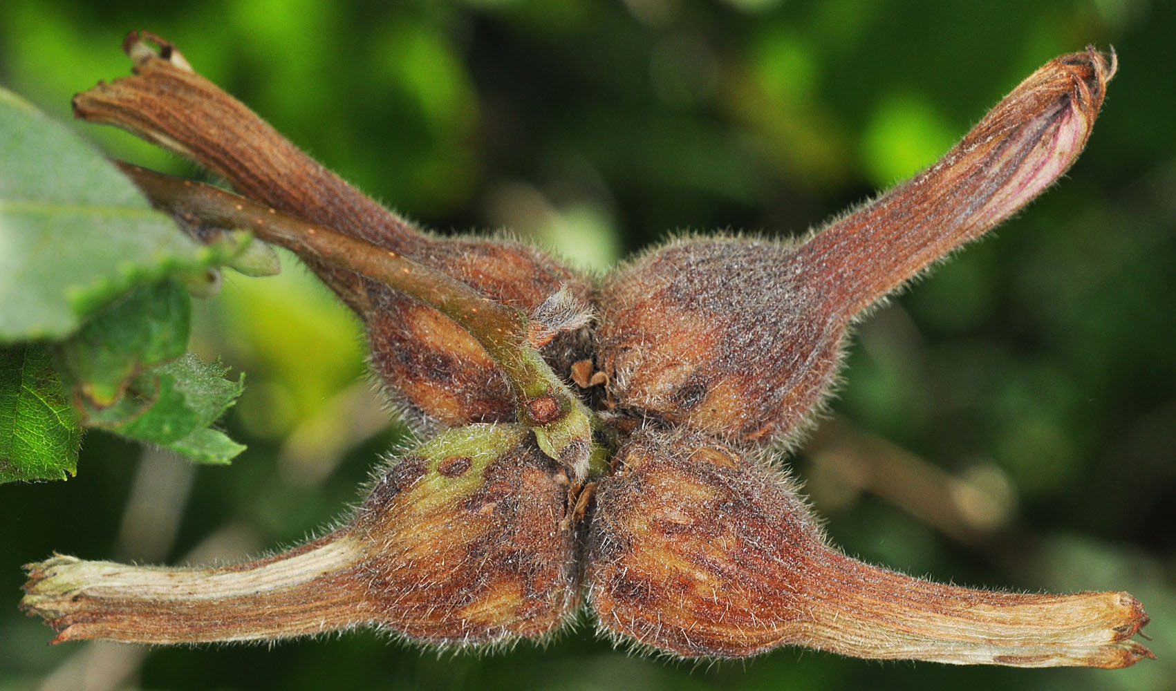 Flora of Eastern Washington Image: Corylus cornuta