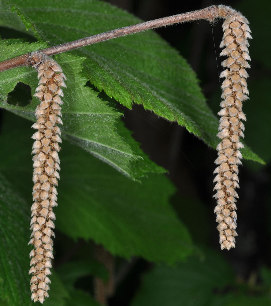 Flora of Eastern Washington Image: Corylus cornuta