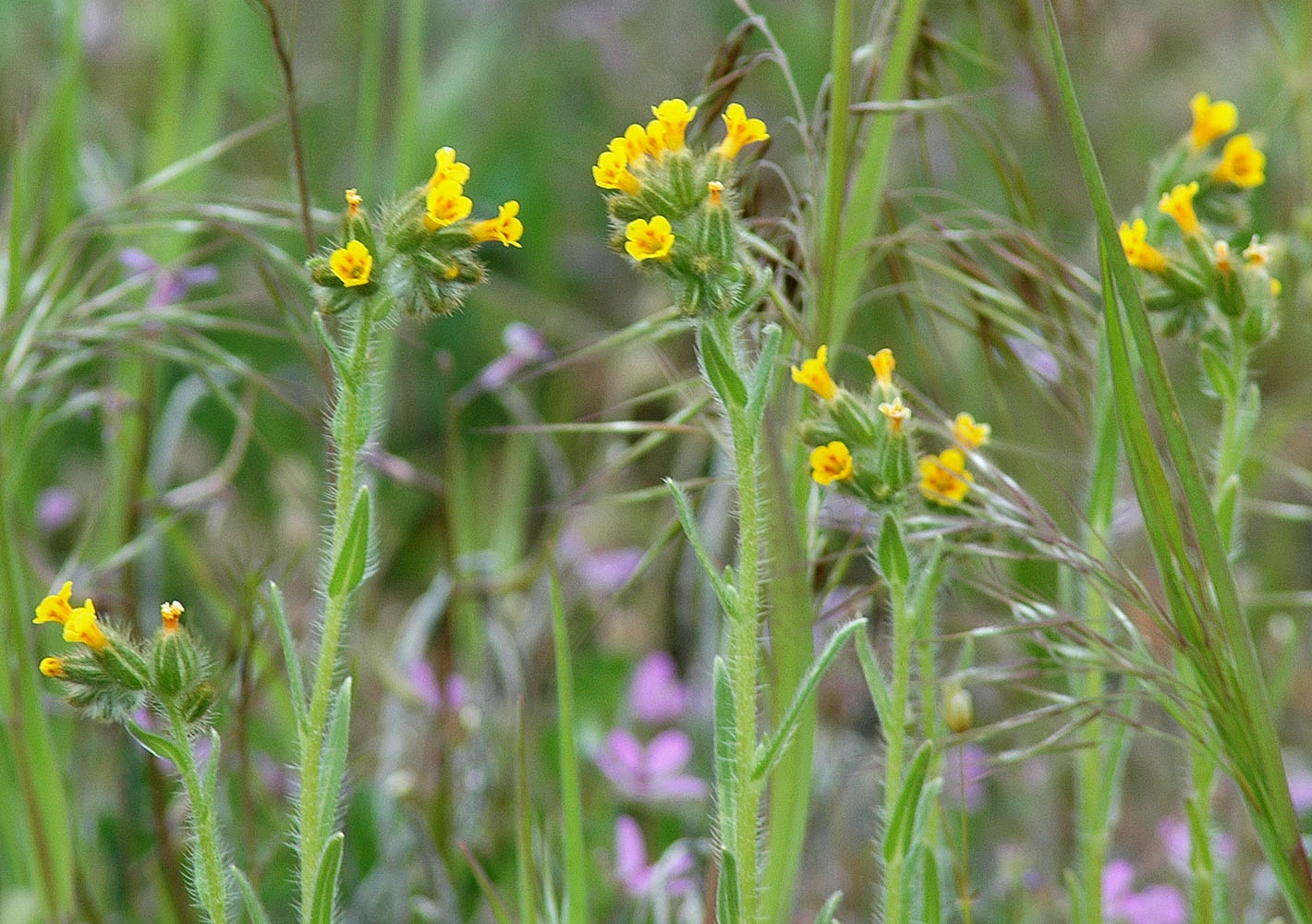 Flora of Eastern Washington Image: Amsinckia lycopsoides