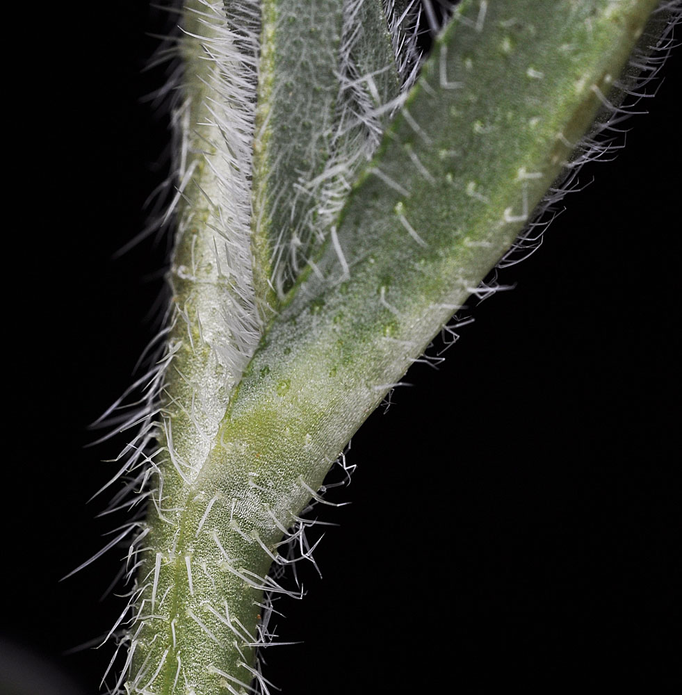 Flora of Eastern Washington Image: Amsinckia lycopsoides