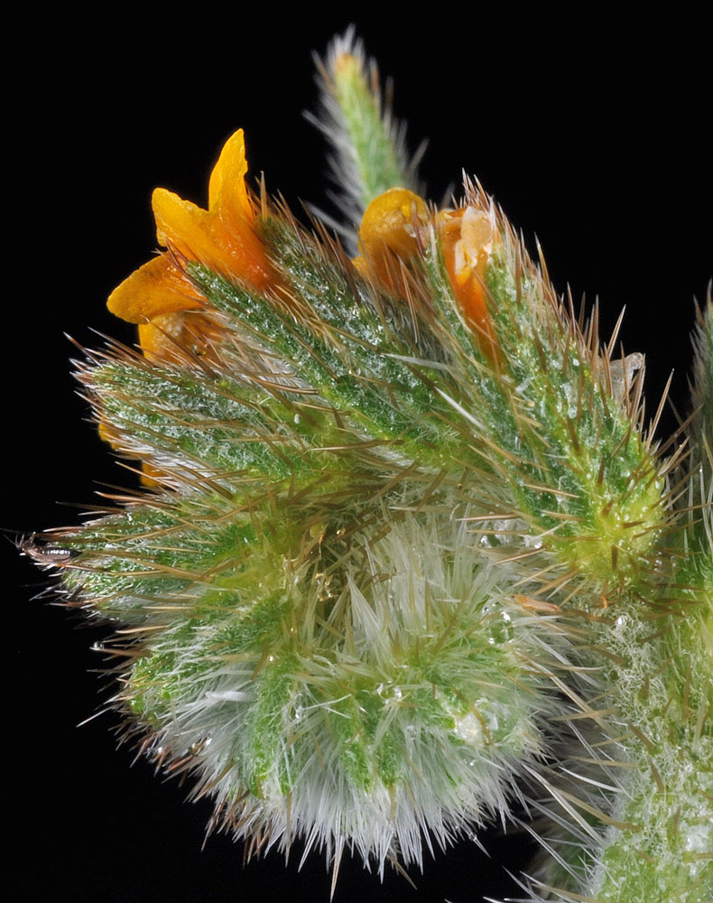 Flora of Eastern Washington Image: Amsinckia retrorsa