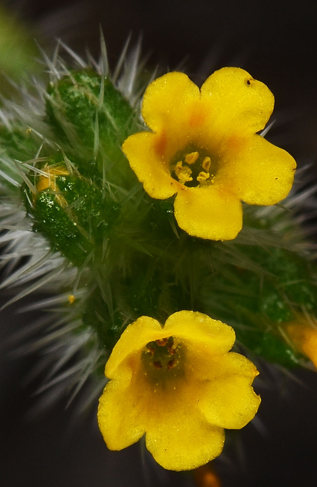 Flora of Eastern Washington Image: Amsinckia menziesii