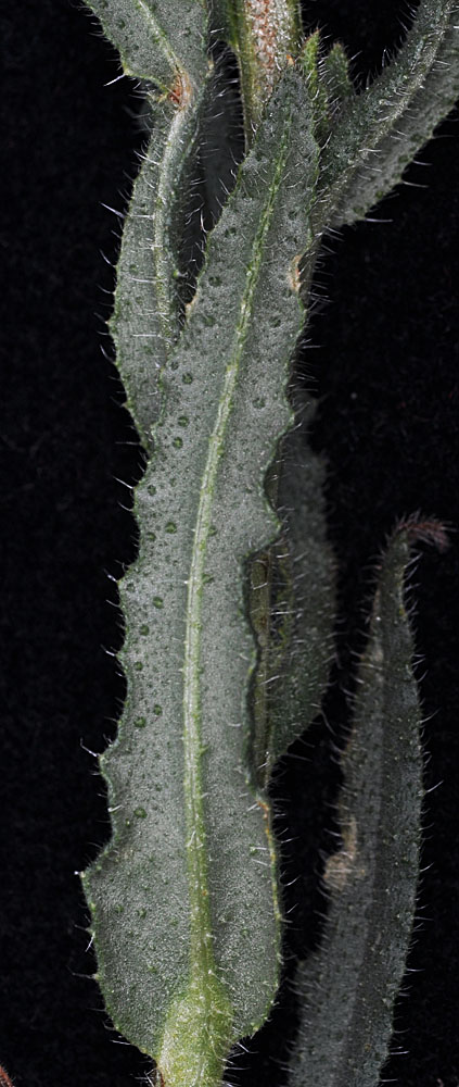Flora of Eastern Washington Image: Anchusa arvensis