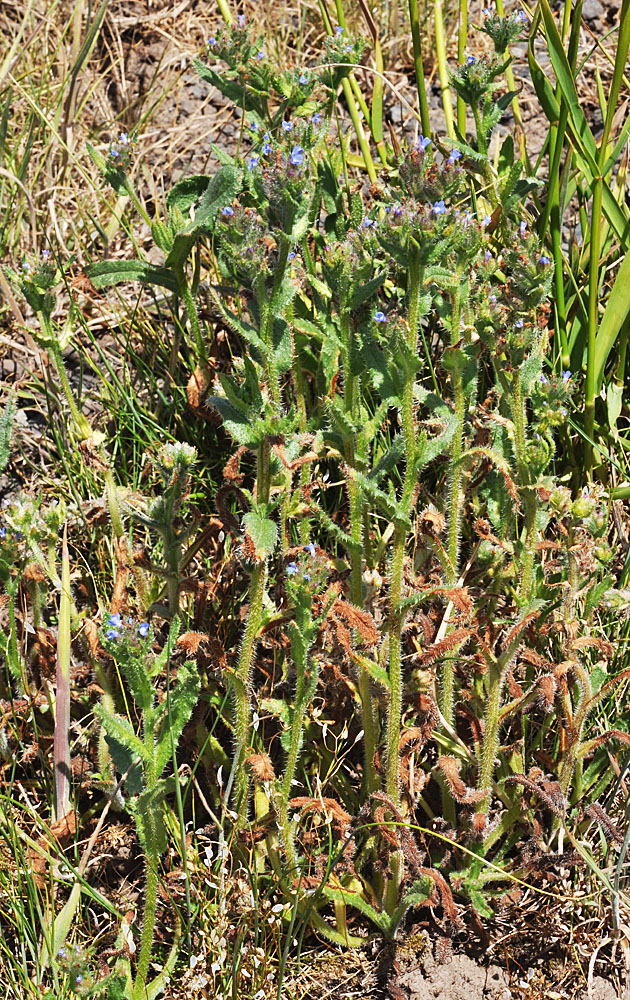 Flora of Eastern Washington Image: Anchusa arvensis