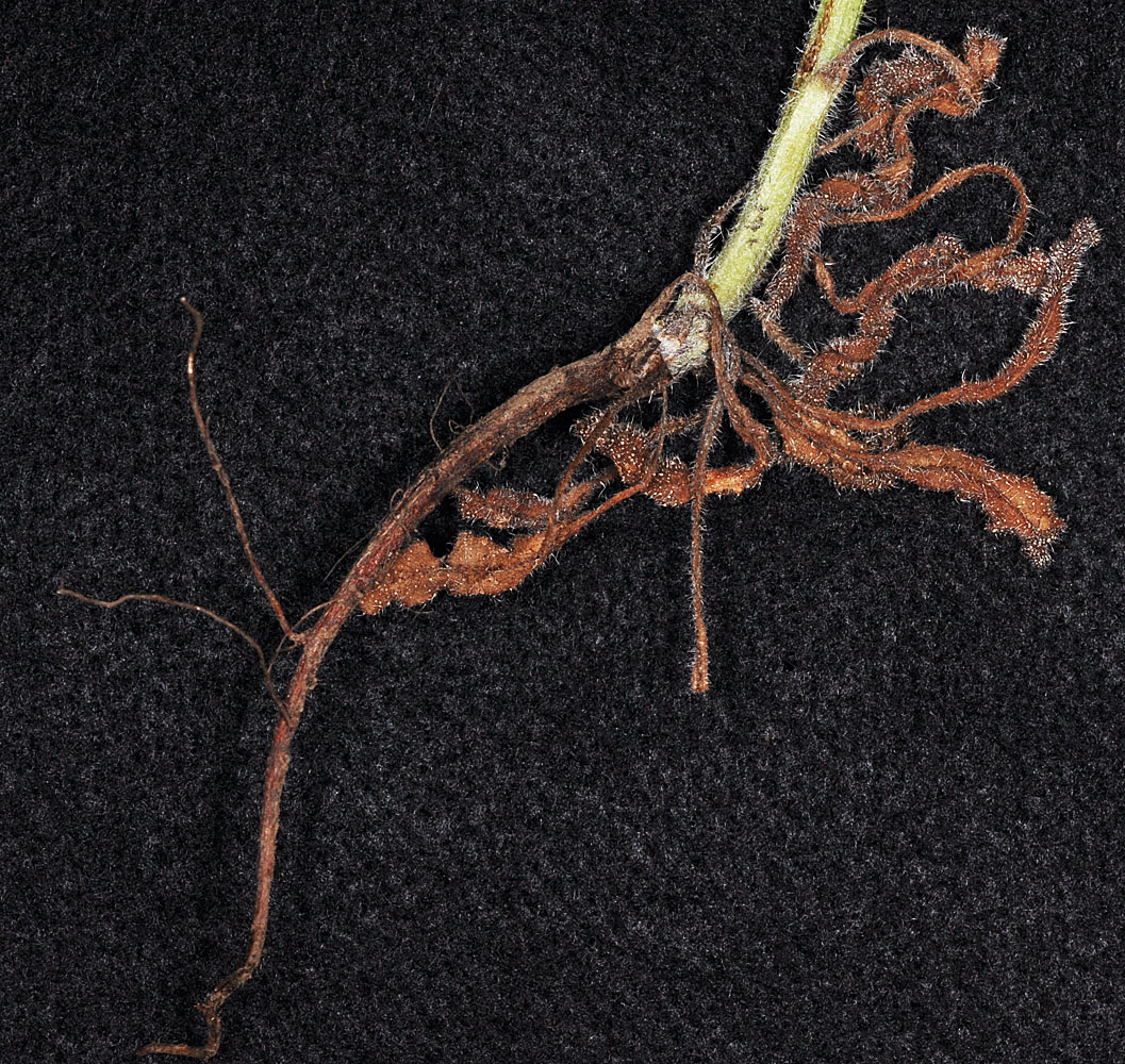 Flora of Eastern Washington Image: Lycopsis arvensis