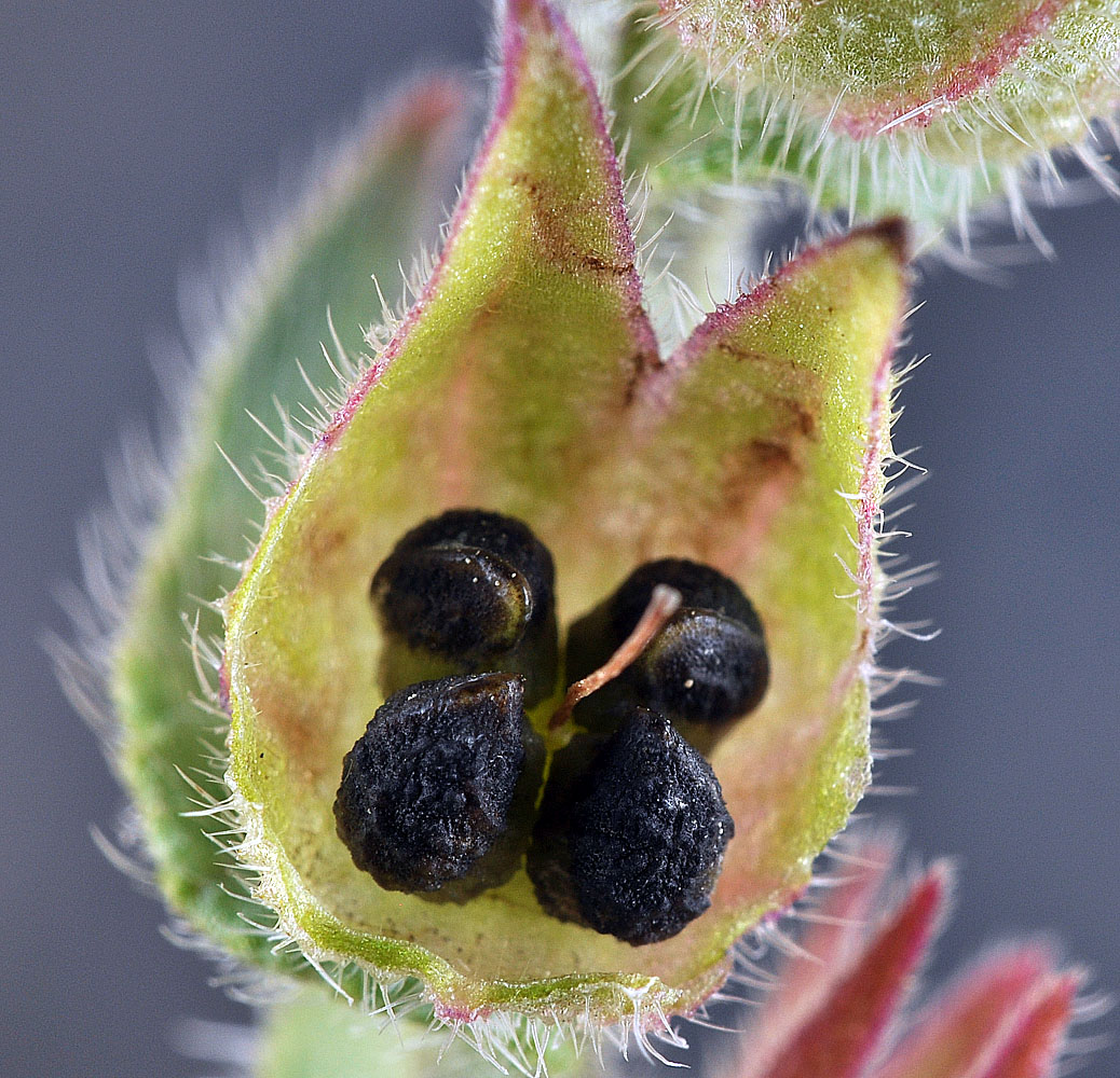 Flora of Eastern Washington Image: Anchusa officinalis