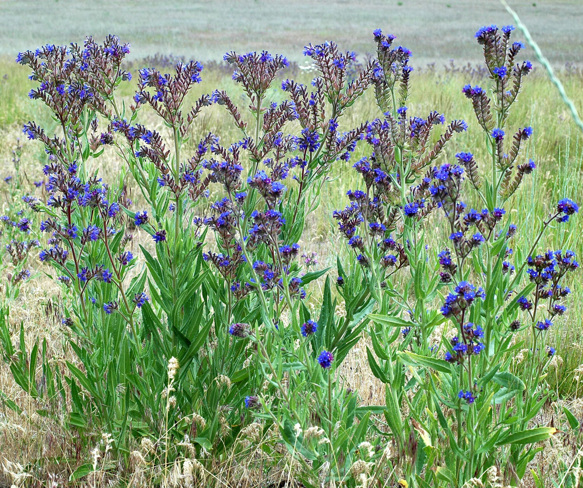 Flora of Eastern Washington Image: Anchusa officinalis