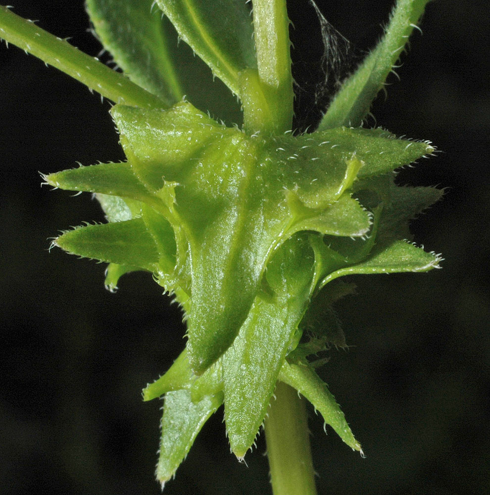 Flora of Eastern Washington Image: Asperugo procumbens