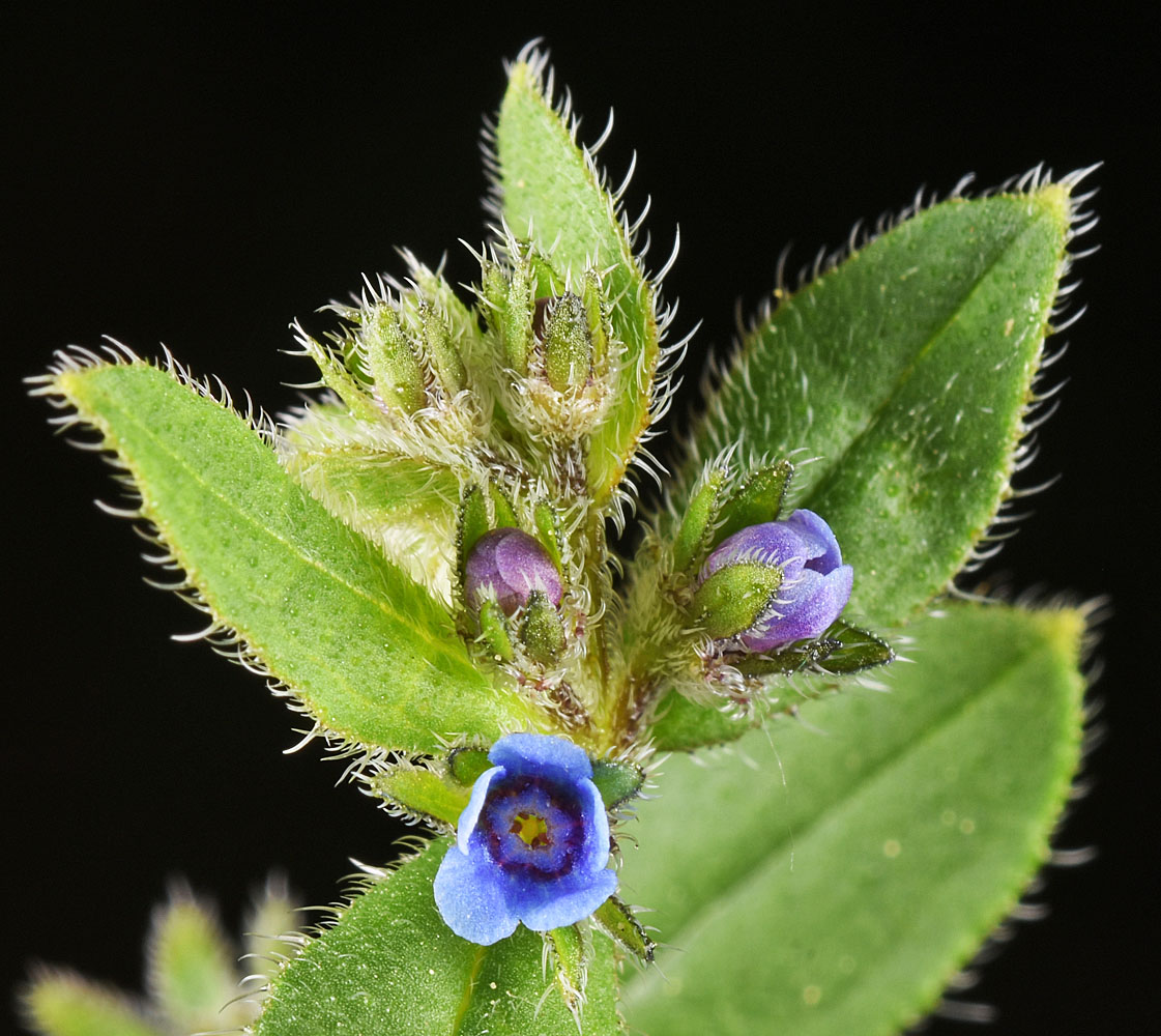 Flora of Eastern Washington Image: Asperugo procumbens