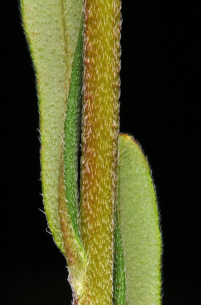 Flora of Eastern Washington Image: Buglossoides arvensis