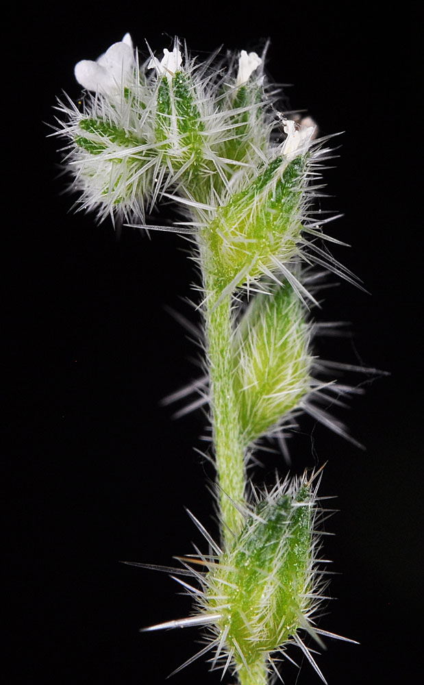Flora of Eastern Washington Image: Cryptantha affinis
