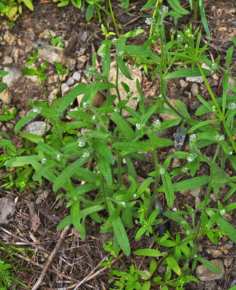 Flora of Eastern Washington Image: Cryptantha affinis