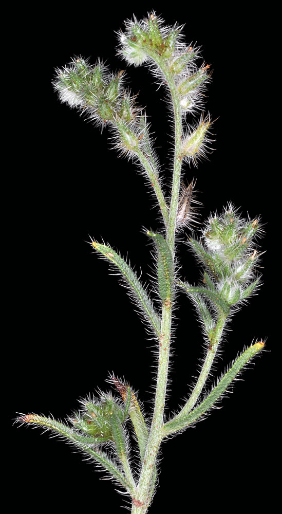Flora of Eastern Washington Image: Cryptantha ambigua